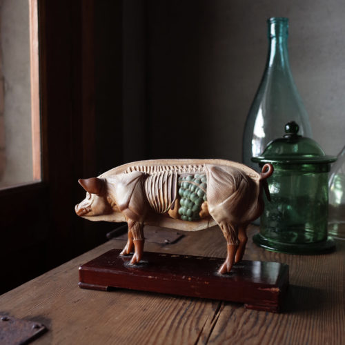 上海 半剖針灸動物標本模型