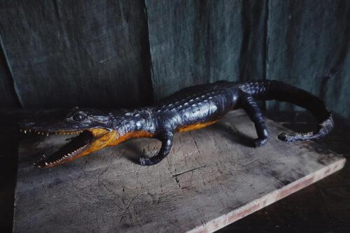古小鱷魚標本